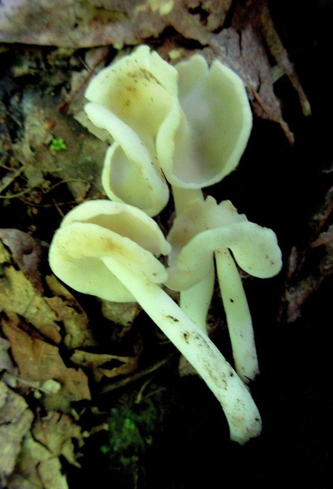 Helvella latispora image