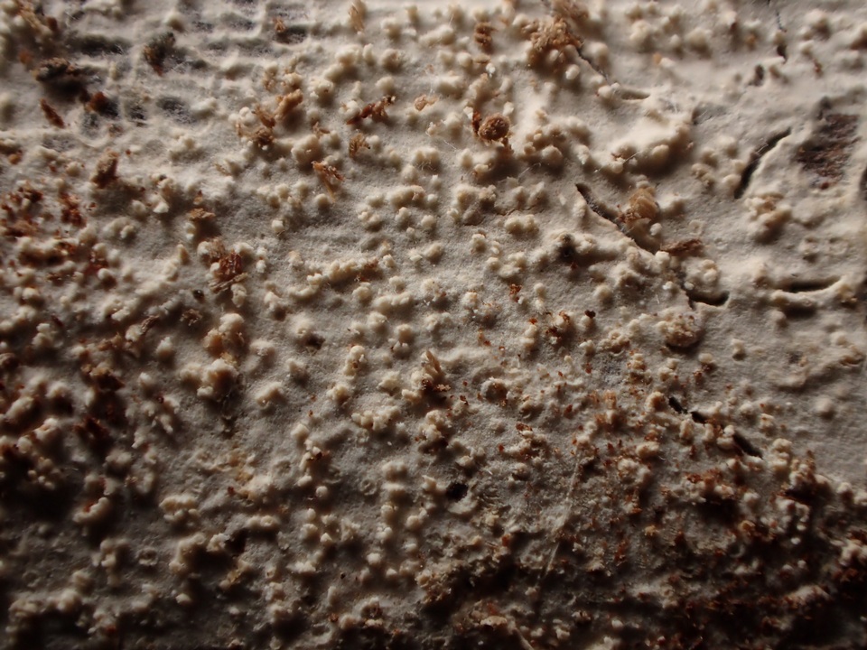 Basidioradulum crustosum image