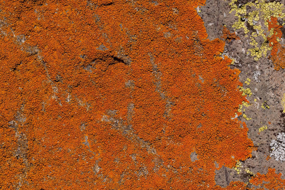 Caloplaca texana image