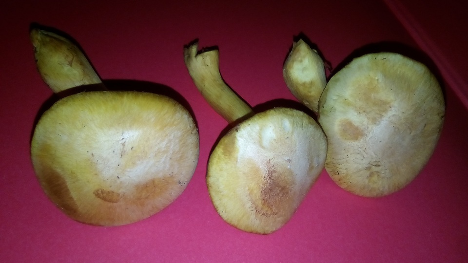 Gymnopilus luteus image
