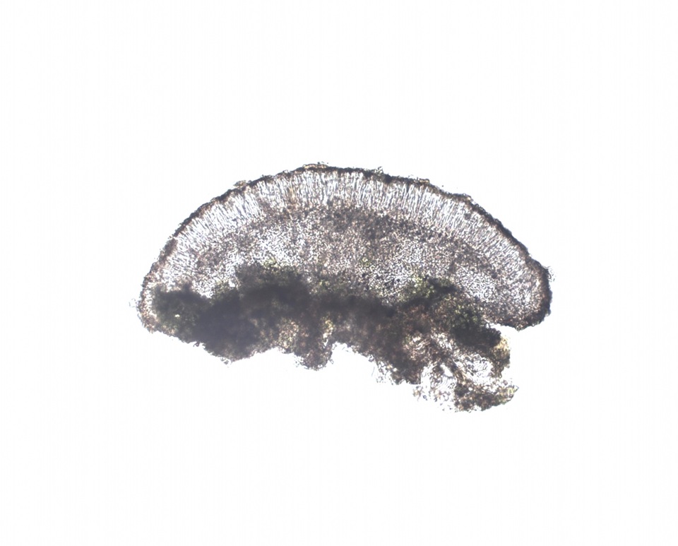 Micarea micrococca image