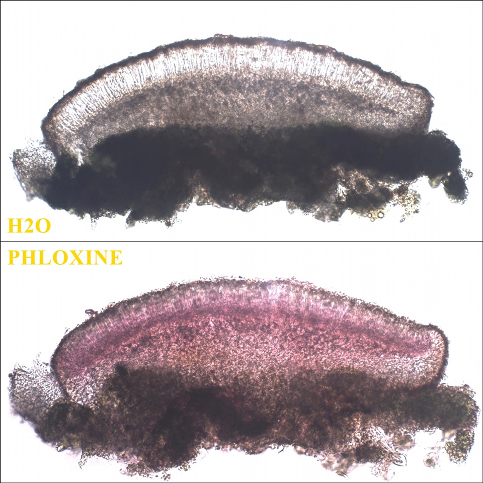Micarea micrococca image