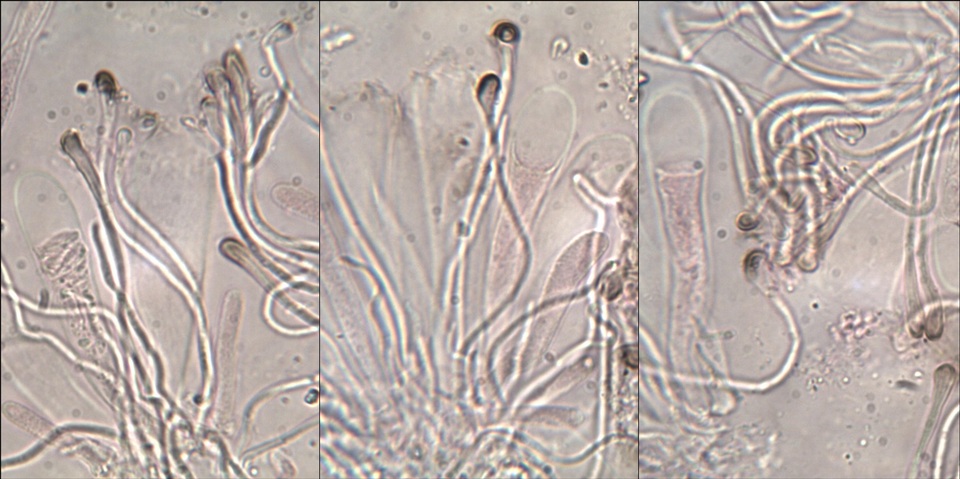 Micarea micrococca image