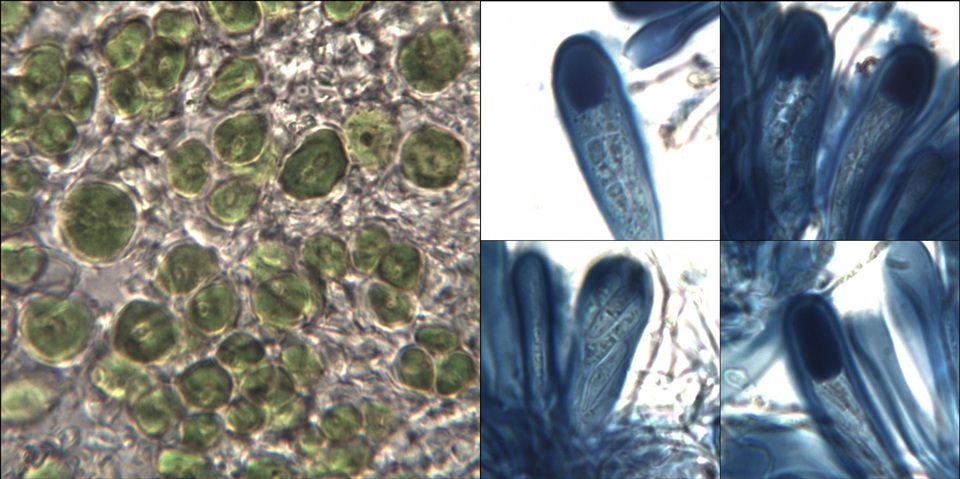 Micarea micrococca image