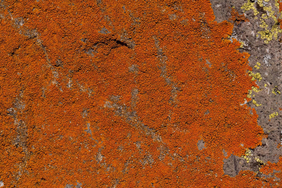 Caloplaca texana image