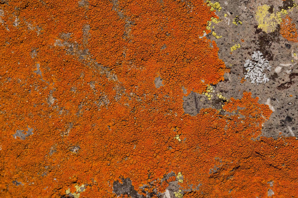 Caloplaca texana image
