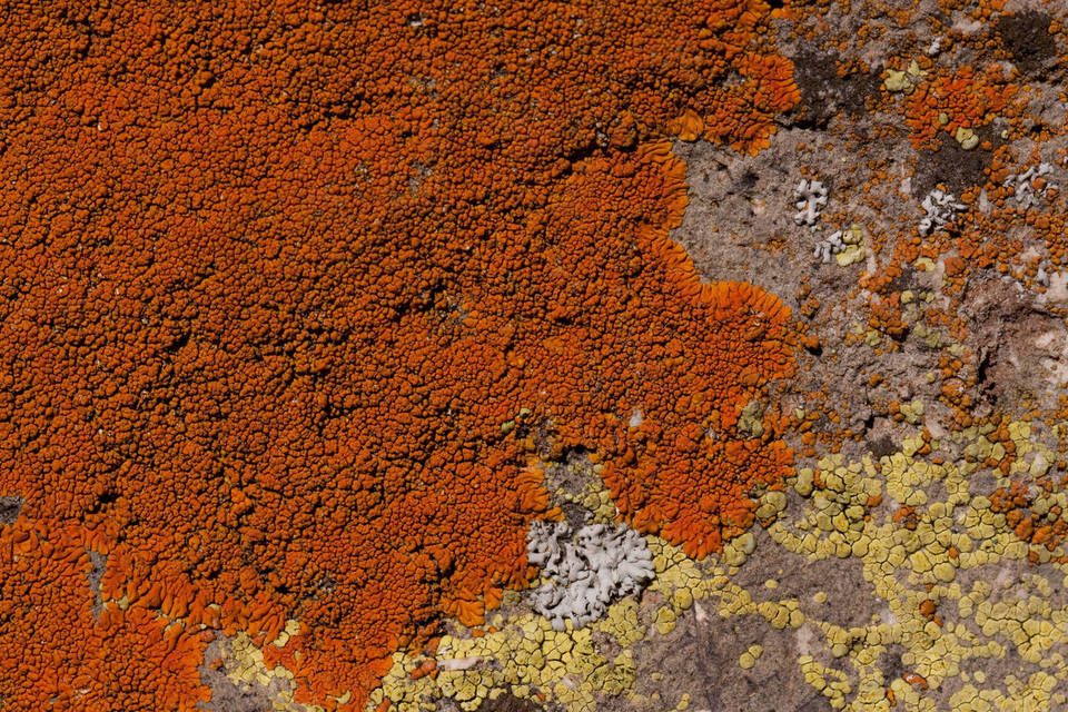 Caloplaca texana image