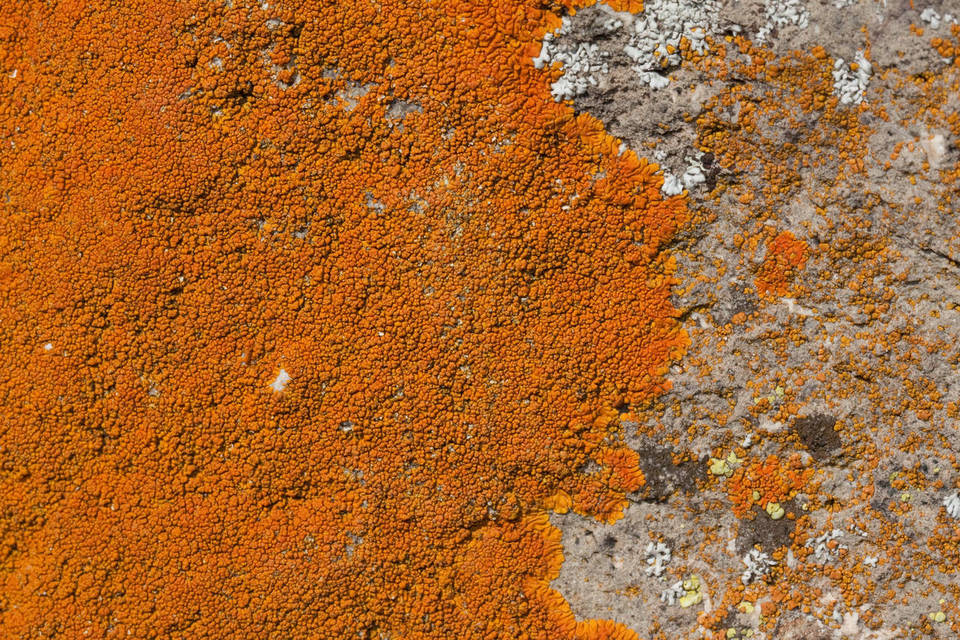 Caloplaca texana image