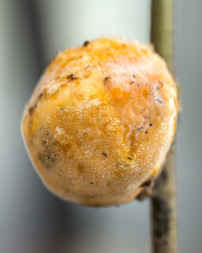 Ascopolyporus polychrous image