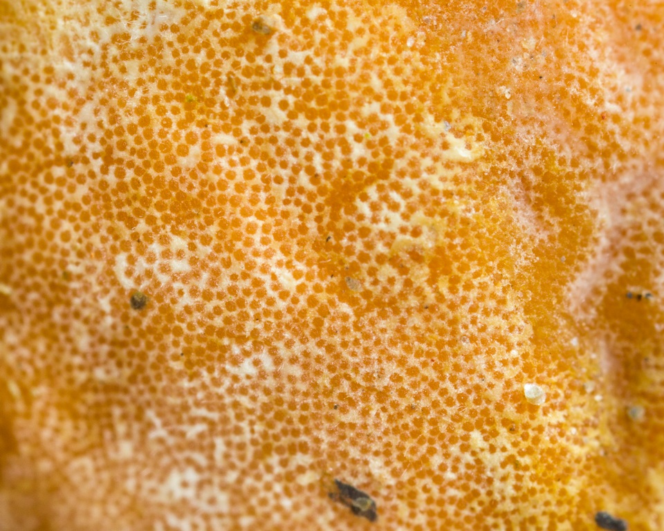 Ascopolyporus polychrous image