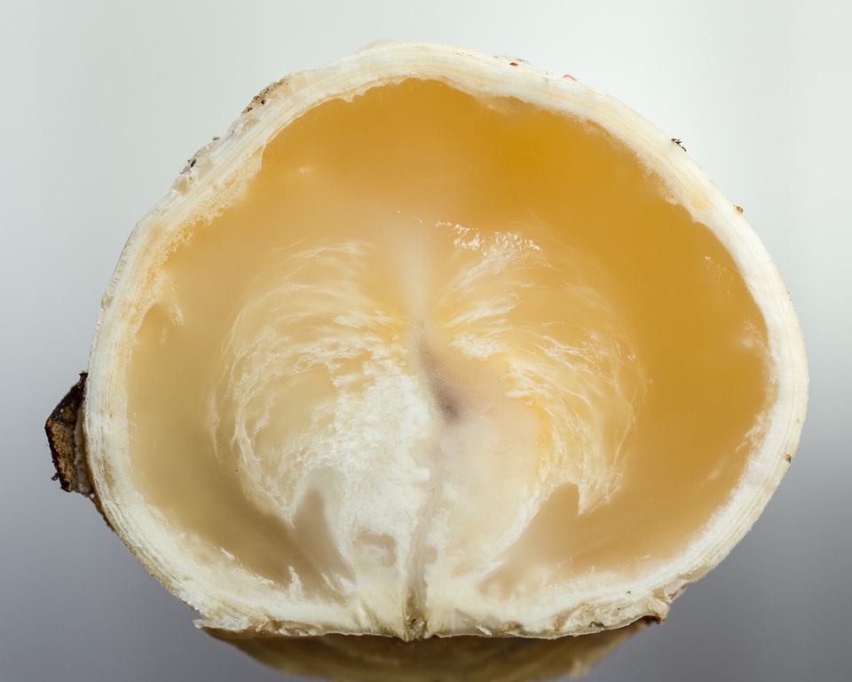 Ascopolyporus polychrous image
