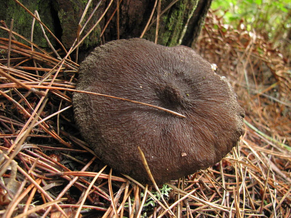 Lactarius fallax var. fallax image