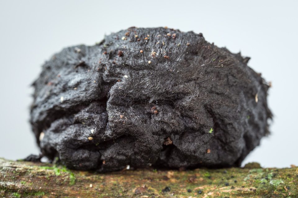 Galiella spongiosa image