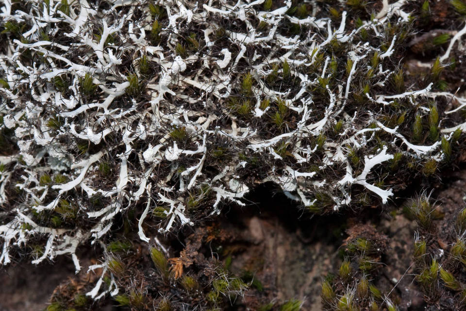 Heterodermia appalachensis image