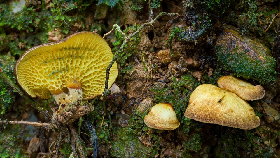 Boletinellus exiguus image