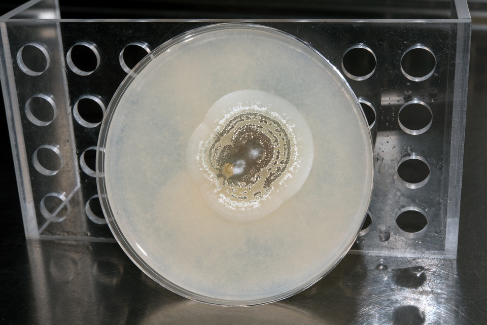 Metarhizium anisopliae image