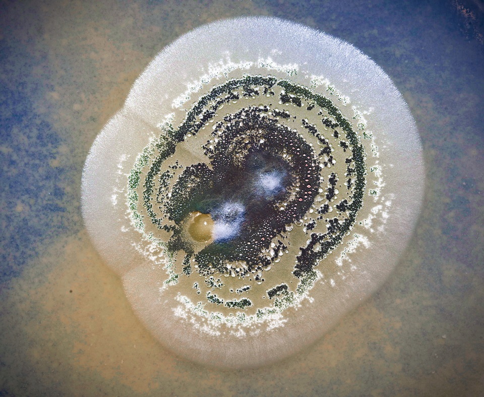 Metarhizium anisopliae image