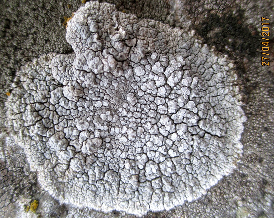 Lecanora rupicola var. rupicola image