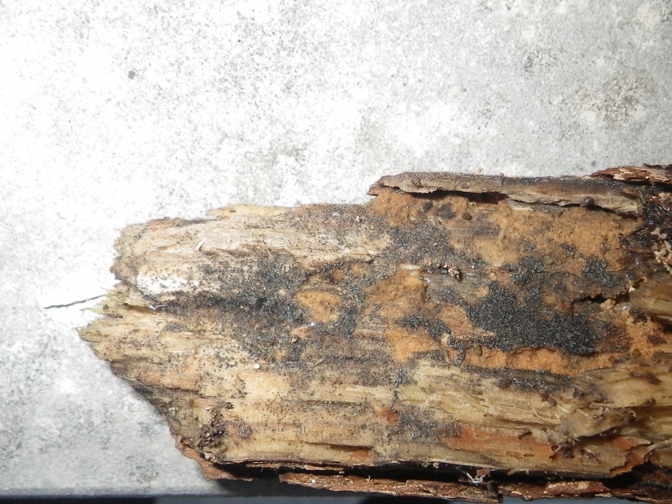 Dematioscypha dematiicola image