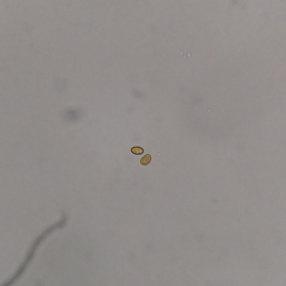 Pleuroflammula subsulphurea image