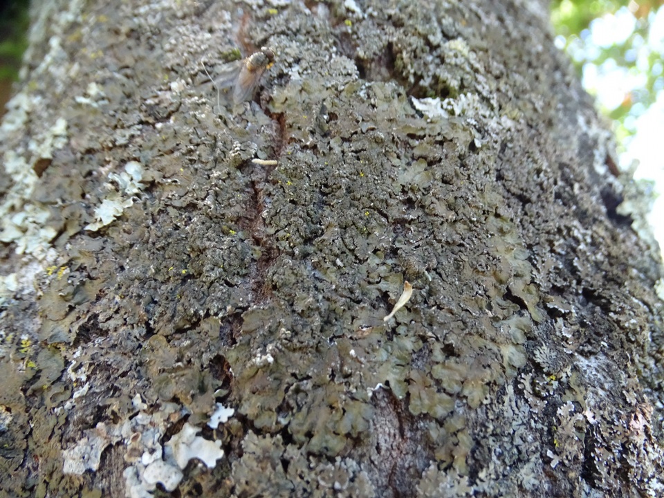 Melanohalea elegantula image