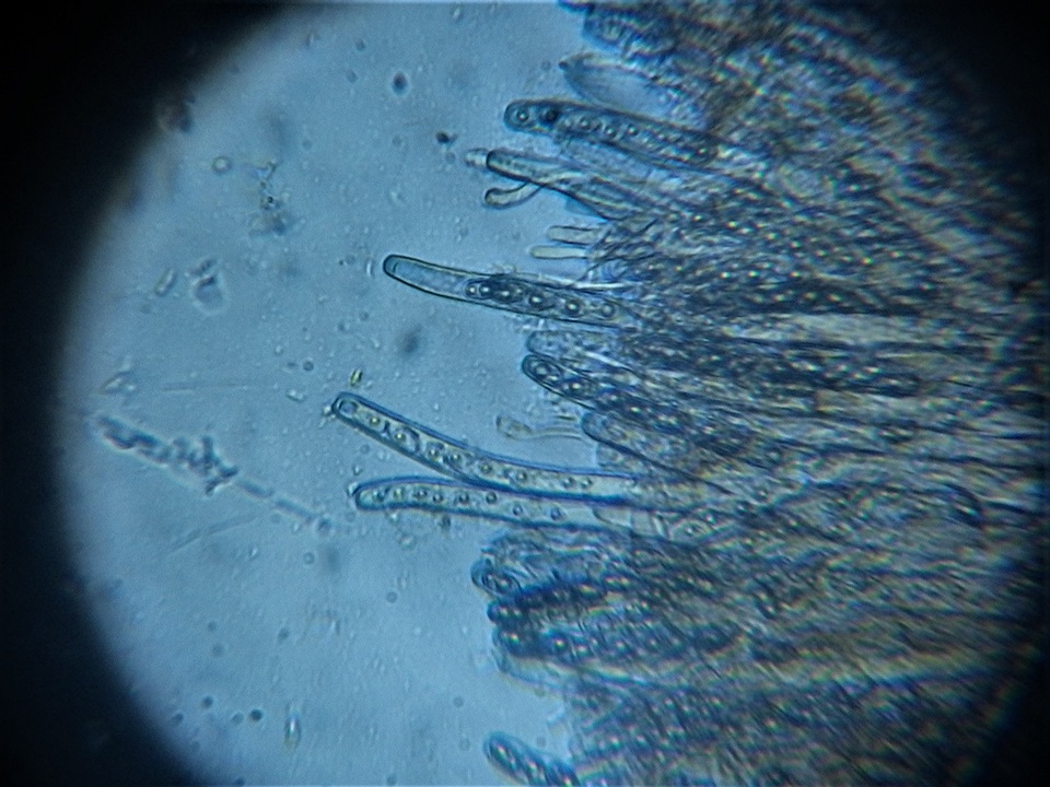 Pachyella celtica image
