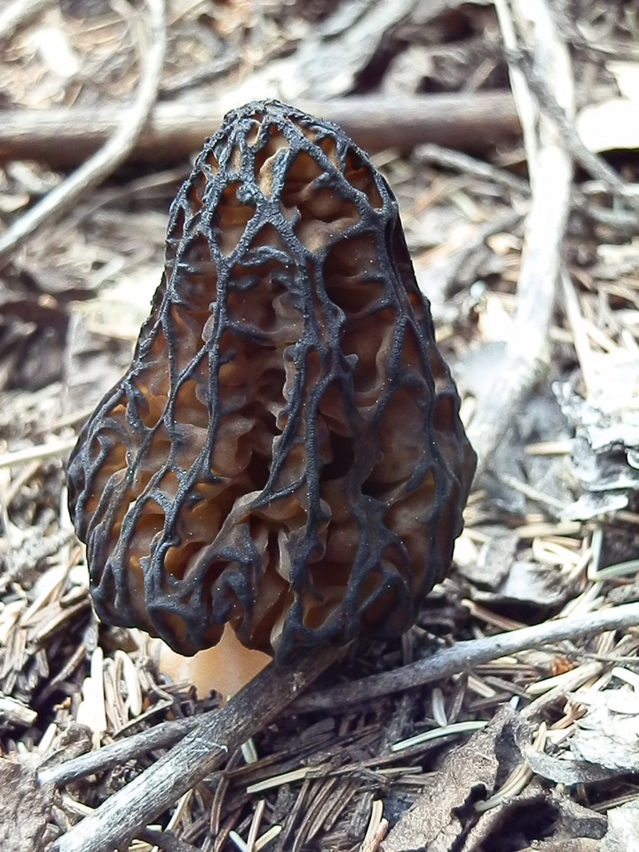 Morchella kaibabensis image