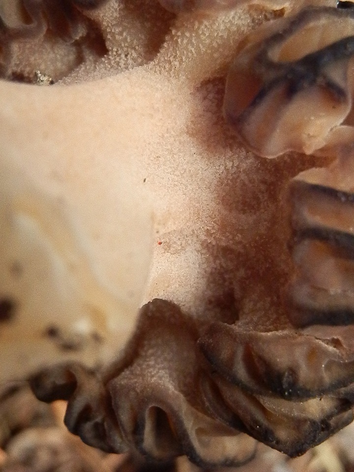 Morchella kaibabensis image