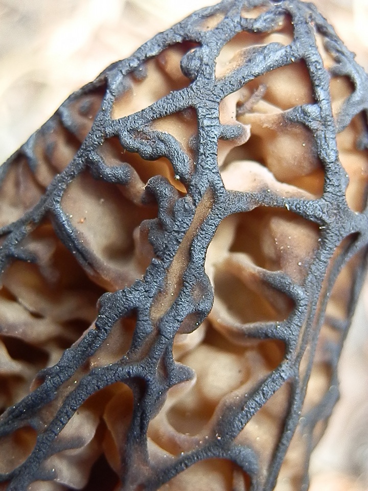 Morchella kaibabensis image