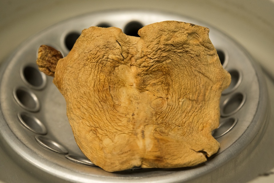 Hydnum neorepandum image