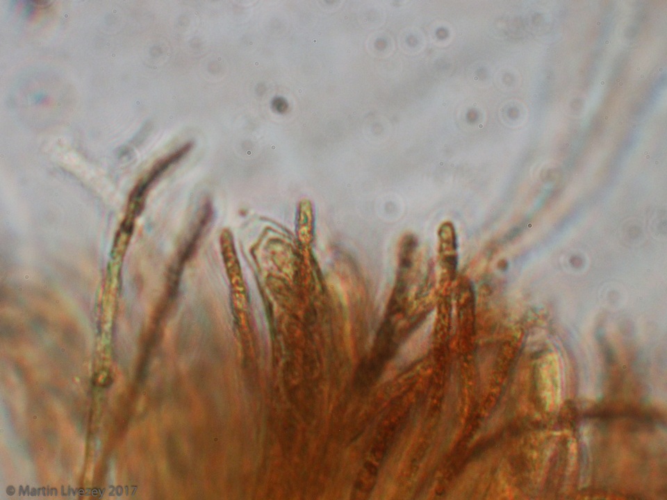 Cudoniella clavus image