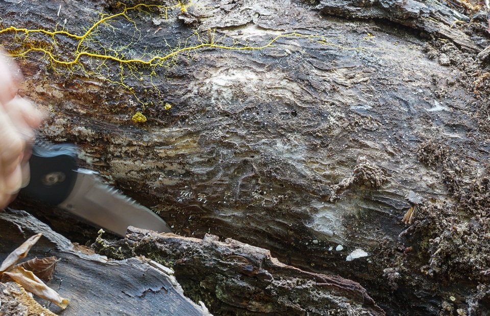 Crepidotus alabamensis image