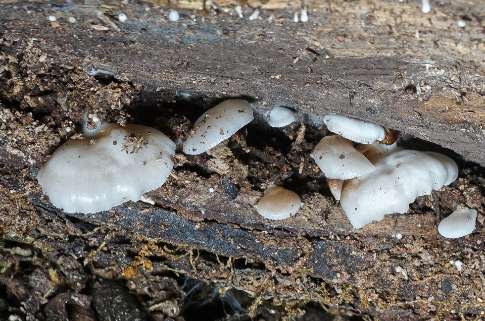 Crepidotus alabamensis image