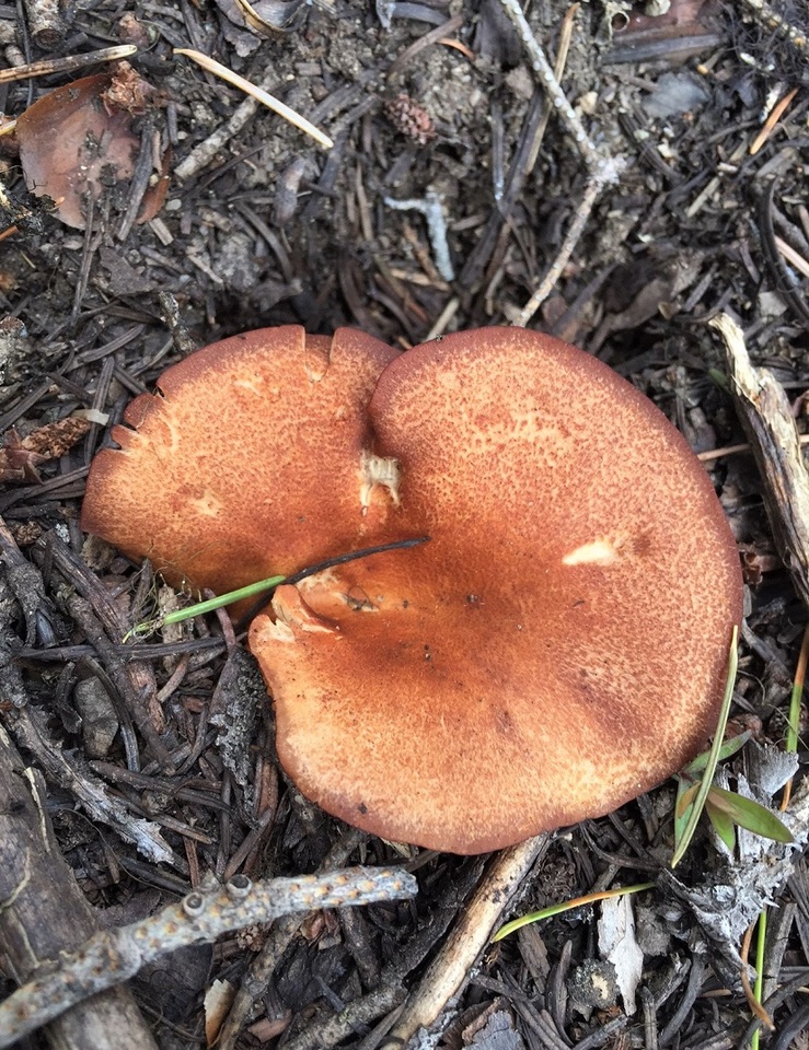 Clitocybe mitis image