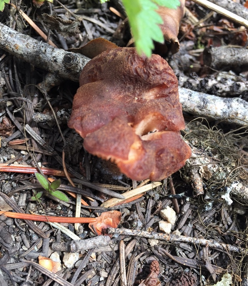 Clitocybe mitis image