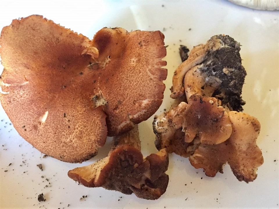 Clitocybe mitis image