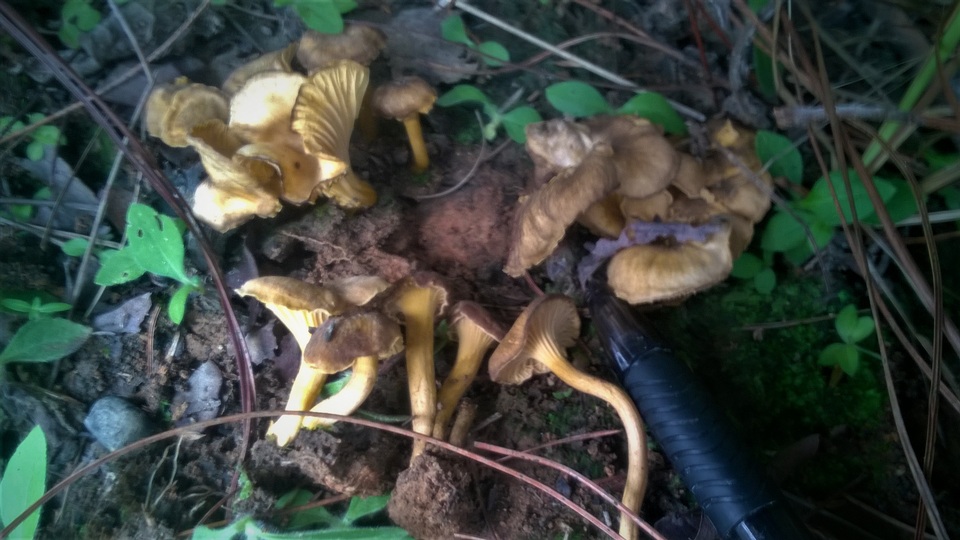 Craterellus aureus image
