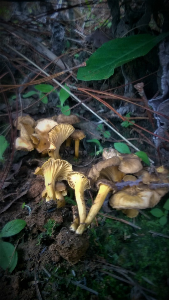 Craterellus aureus image