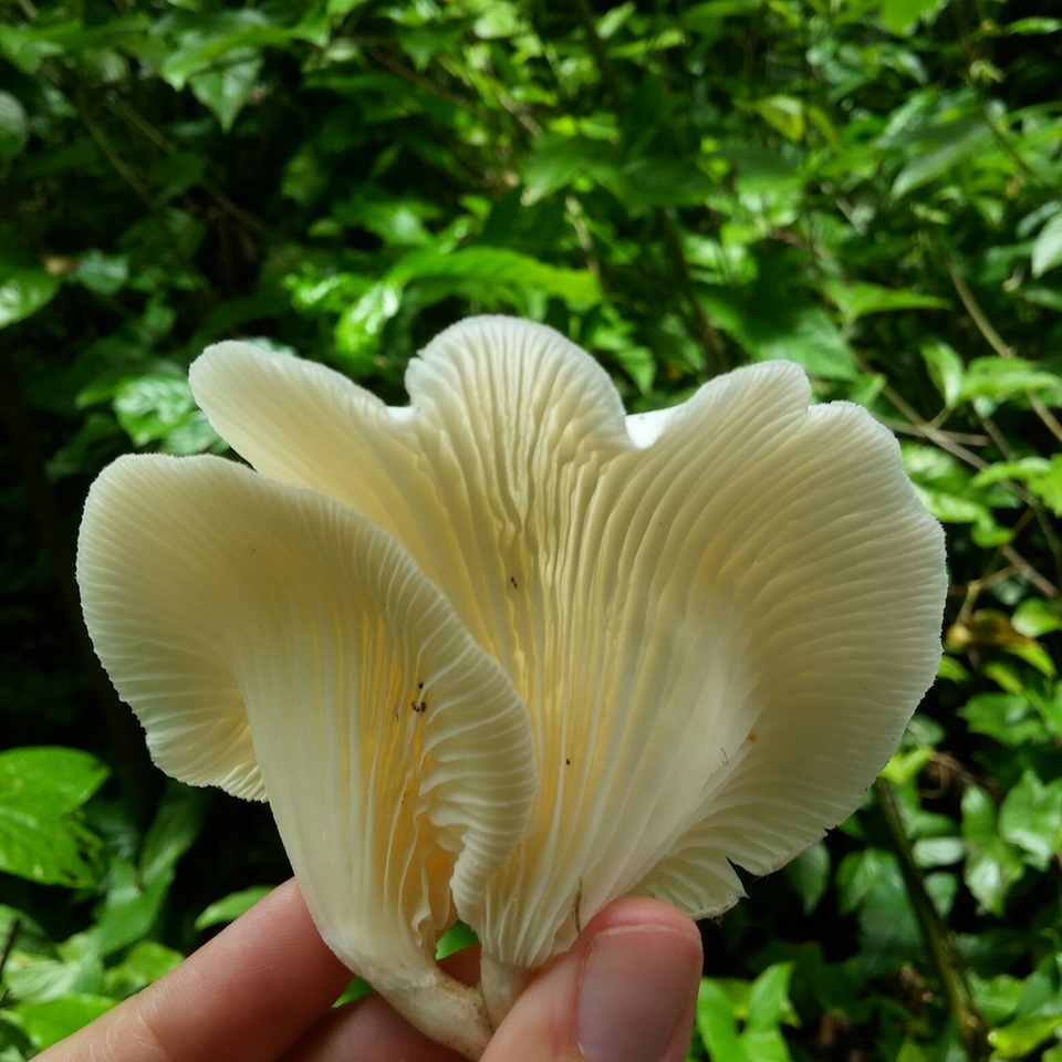 Lentinus striatulus image