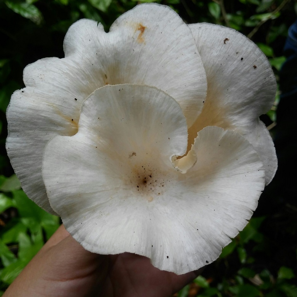 Lentinus striatulus image