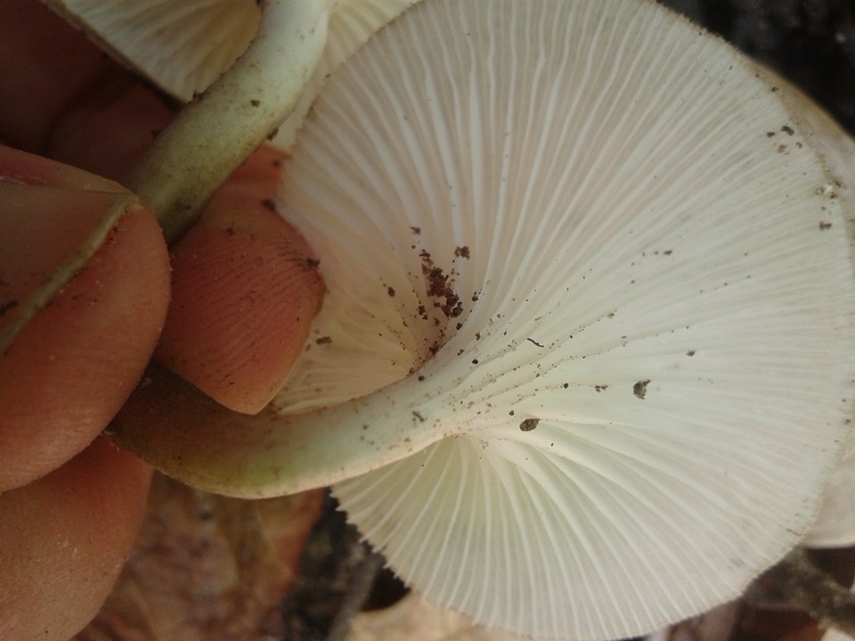 Lentinus striatulus image