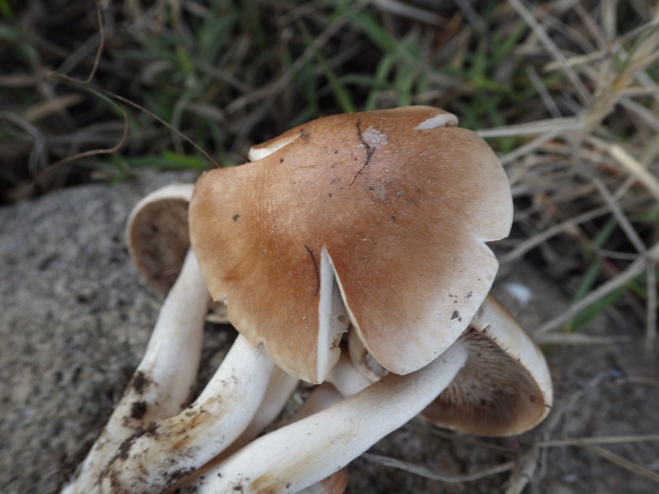 Hebeloma lutense image