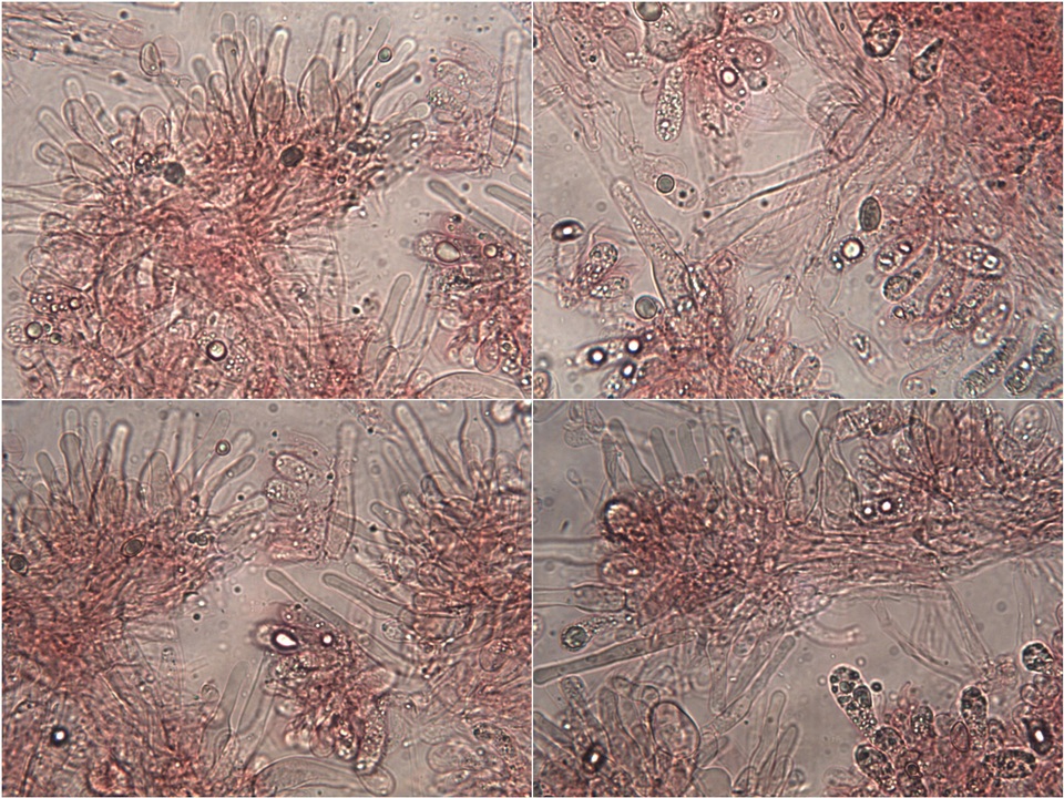 Hebeloma cistophilum image