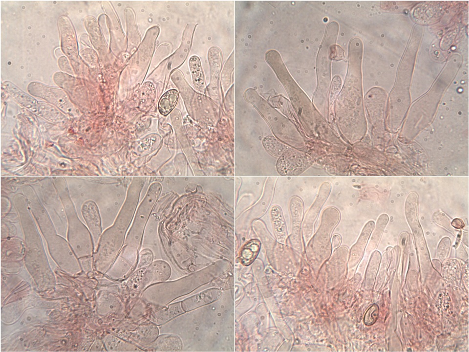 Hebeloma cistophilum image