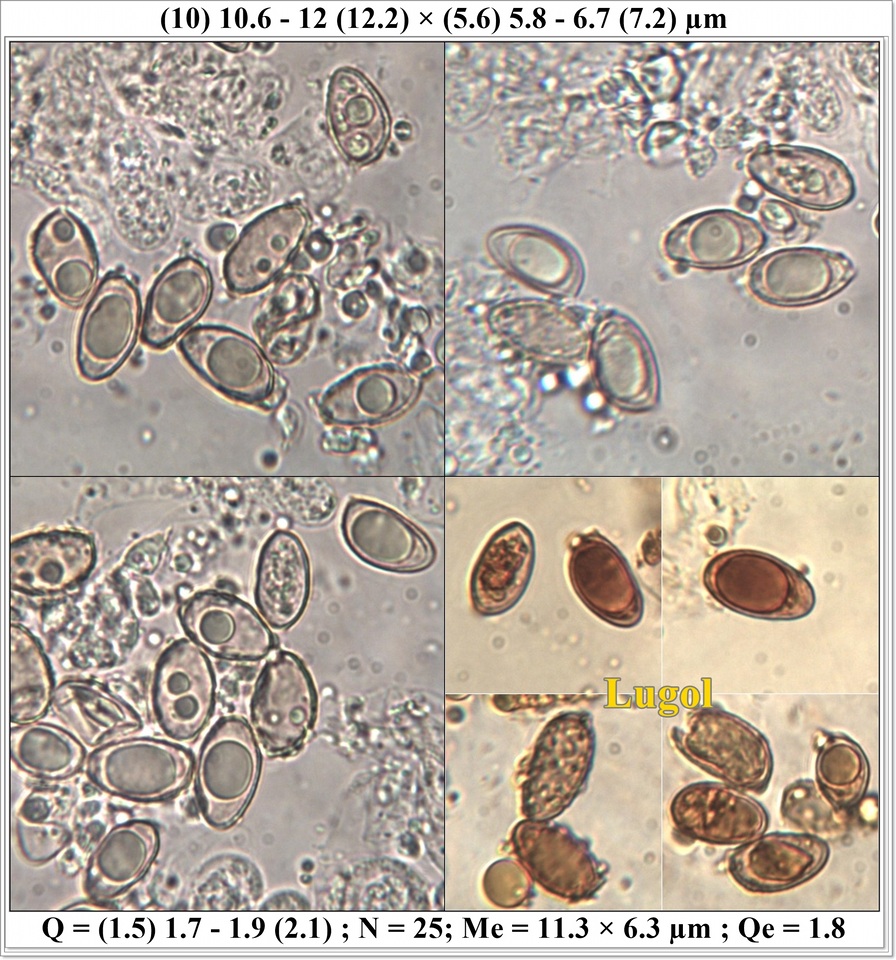 Hebeloma cistophilum image
