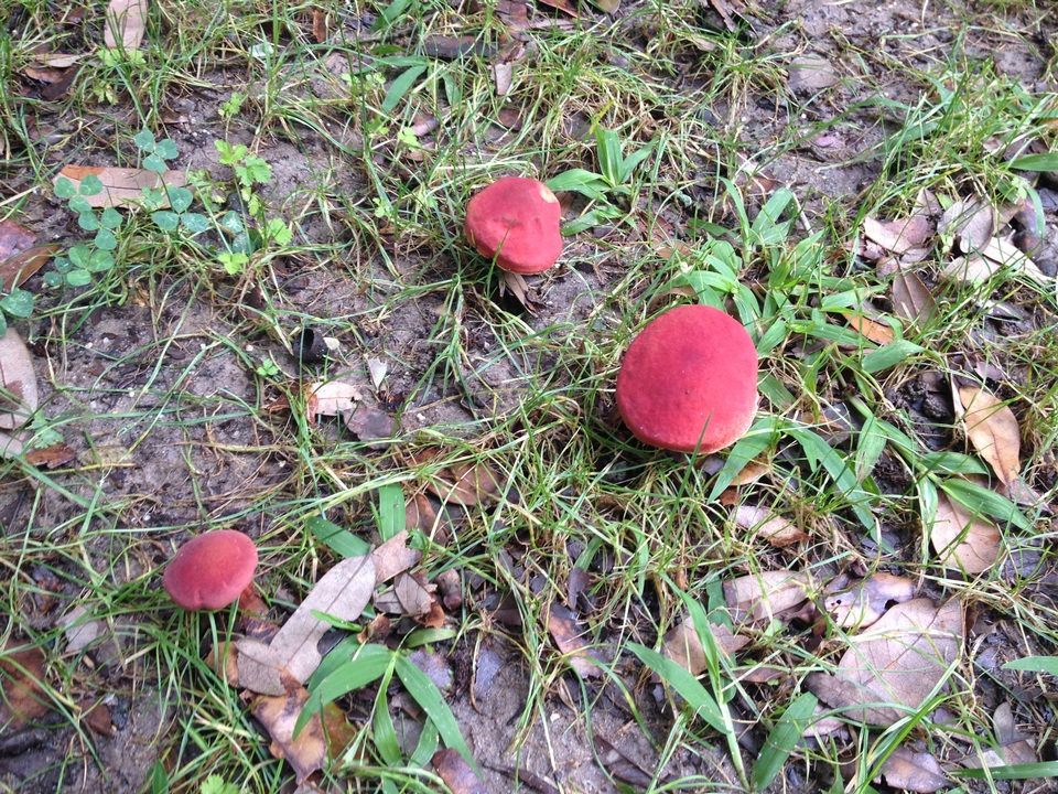Hortiboletus image