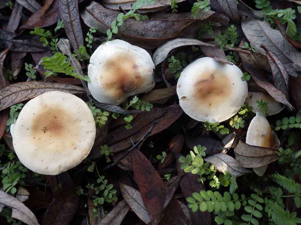 Hebeloma lutense image