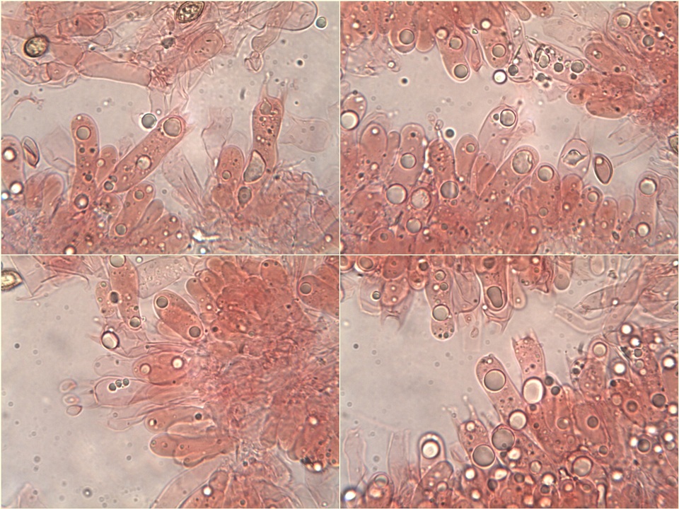 Hebeloma lutense image