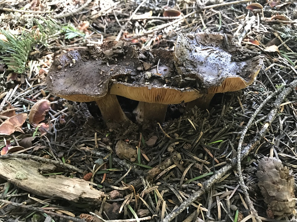 Cortinarius subolivascens image