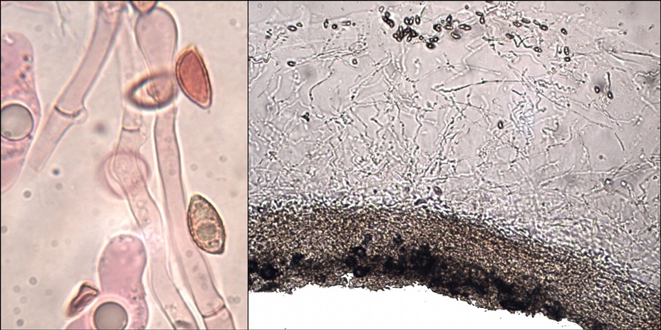 Hebeloma limbatum image